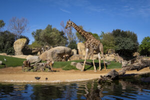 Jirafas y antílopes en la sabana africana de Bioparc Valencia